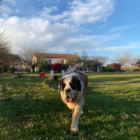 Agriturismo il Podere - Farm Dog Friendly with Rooms, Breakfast&Dinner Restaurant Vedelago  Exterior foto