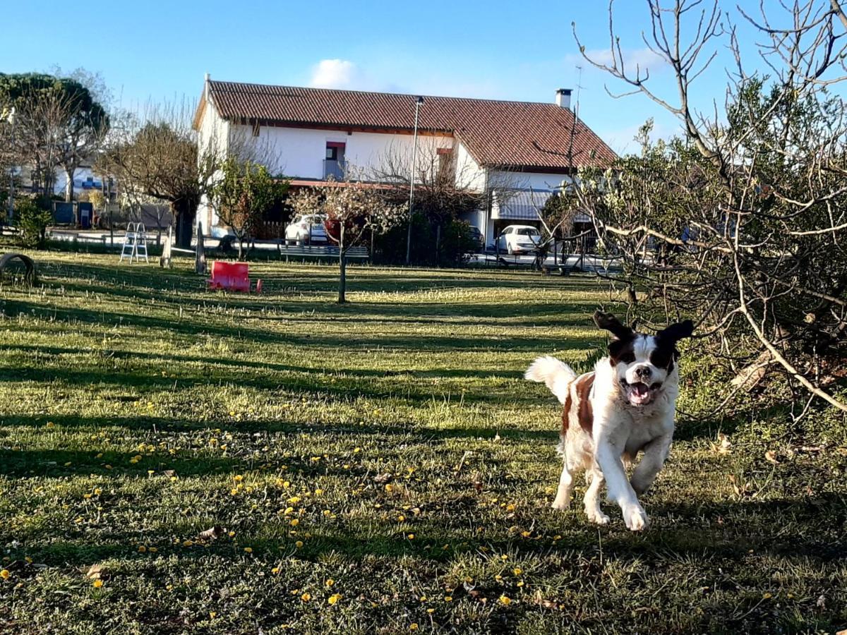 Agriturismo il Podere - Farm Dog Friendly with Rooms, Breakfast&Dinner Restaurant Vedelago  Exterior foto