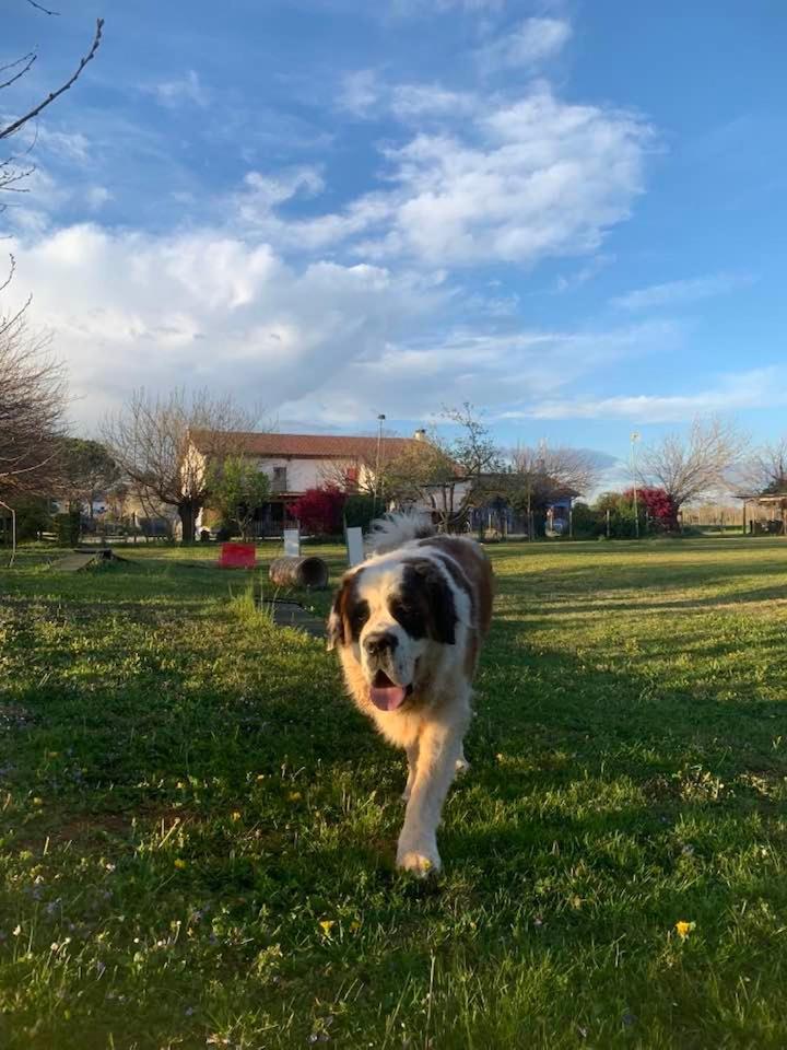 Agriturismo il Podere - Farm Dog Friendly with Rooms, Breakfast&Dinner Restaurant Vedelago  Exterior foto
